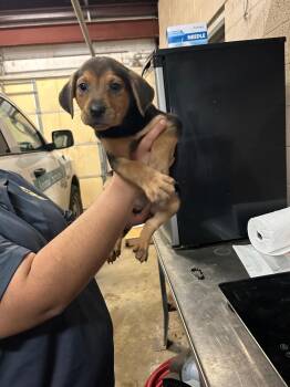 Hound and Mixed Breed Dogs Available for Adoption - Binney | PetCurious