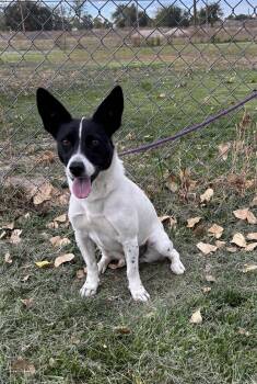 Aurora II -  Jack Russell Terrier Dog for Adoption in Torrington, Wyoming - Aurora II | PetCurious