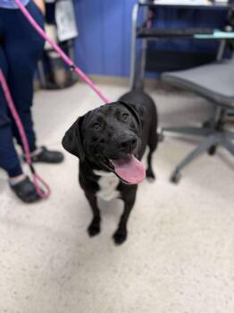 Rescue Mixed Breed Dogs for Adoption in Leitchfield, Kentucky - Tika | PetCurious