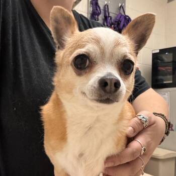 Vander -  Chihuahua Dog for Adoption in Murray, Utah - Vander | PetCurious