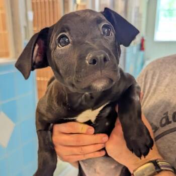 Marla Hooch -  Mixed Breed Dog for Adoption in Fenton, Michigan - Marla Hooch | PetCurious