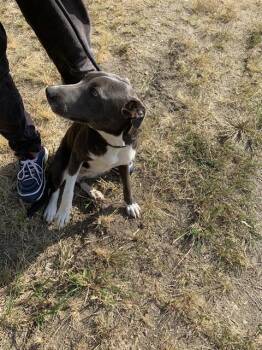 Rescue Labrador Retriever and American Staffordshire Terrier Dogs for Adoption in Chester, South Carolina - LUNA | PetCurious