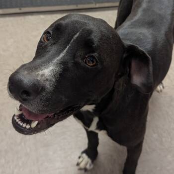 Rescue Black Labrador Retriever Dogs for Adoption in Parrish, Alabama - Francine | PetCurious