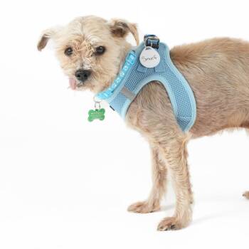 Yorkshire Terrier Dogs Available for Adoption in San Francisco, California - Smurf 14017 | PetCurious