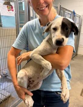Mindy -  Mixed Breed Dog for Adoption in Morristown, New Jersey - Mindy | PetCurious