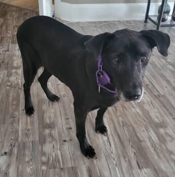 Salley -  Black Labrador Retriever Dog for Adoption in Lake Wylie, South Carolina - Salley | PetCurious