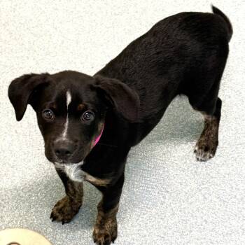 Jack *available on 8/28 at SPCA Westchester -  Mixed Breed Dog for Adoption in Briarcliff Manor, New York - Jack *available On 8/28 At SPCA Westchester | PetCurious