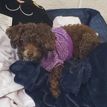 Rescue Poodle Dogs for Adoption in Pekin, Illinois - Charlie | PetCurious
