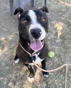 Piper -  American Staffordshire Terrier Dog Available for Adoption in Tulare, California - Piper | PetCurious