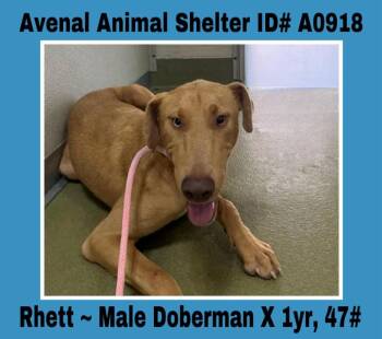 Rescue Doberman Pinscher Dogs for Adoption in Avenal, California - Rhett | PetCurious