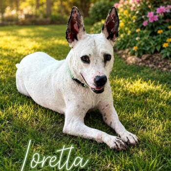 Loretta -  Terrier and Mixed Breed Dog for Adoption in Wadena, Minnesota - Loretta | PetCurious