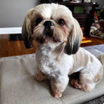 Rescue Shih Tzu Dogs for Adoption in Lexington, Kentucky - ChiChi | PetCurious