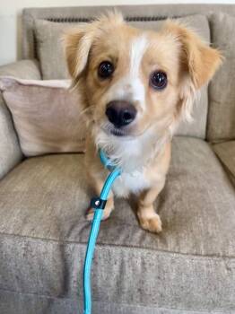 Rescue Mixed Breed Dogs for Adoption in Thousand Oaks, California - Jonas | PetCurious