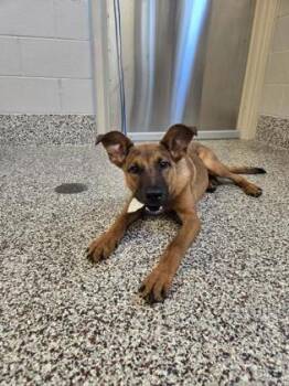 Labrador Retriever and Mixed Breed Dogs Available for Adoption in Westland, Michigan - Bane | PetCurious