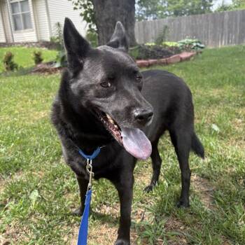 Bear -  Schipperke and Mixed Breed Dog for Adoption in Lenexa, Kansas - Bear | PetCurious