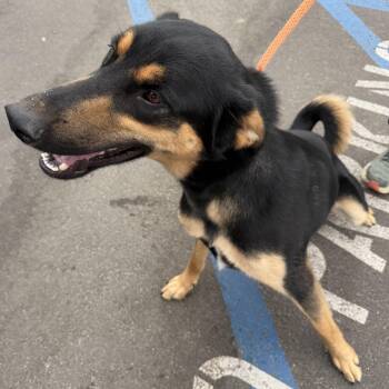 Koda -  Shepherd Dog for Adoption in Frazier Park, California - Koda | PetCurious