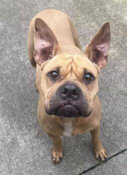 Pumpkin -  Pit Bull Terrier Dog for Adoption in Chicago, Illinois - Pumpkin | PetCurious