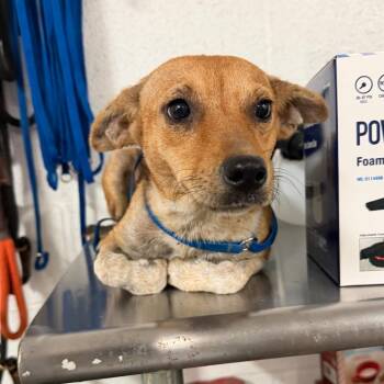Ms. Juicy -  Chihuahua Dog for Adoption in Edinburg, Texas - Ms. Juicy | PetCurious