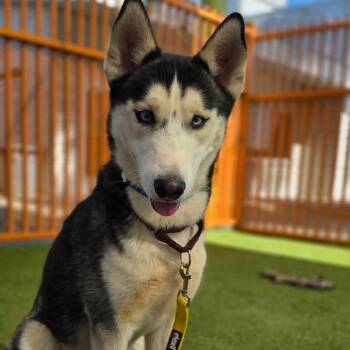 Siberian Husky Dogs Available for Adoption - GALAXY | PetCurious