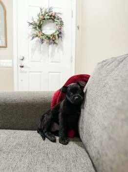 Labrador Retriever Dogs Available for Adoption - Yari | PetCurious