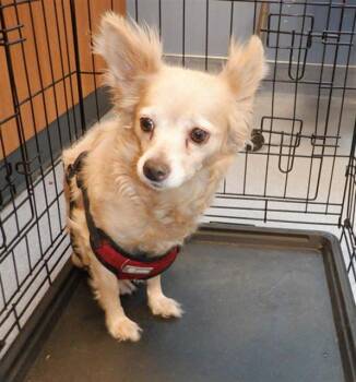 Chihuahua Dogs Available for Adoption in San Jose, California - ANGEL | PetCurious