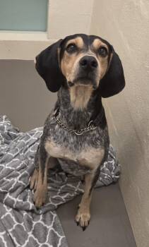 ELVIS -  Bluetick Coonhound Dog for Adoption in Hagerstown, Maryland - ELVIS | PetCurious
