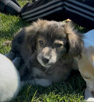 Teddy -  Chihuahua Dog for Adoption in Plano, Texas - Teddy | PetCurious