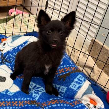 Poe -  Mixed Breed Dog for Adoption in Titusville, Florida - Poe | PetCurious