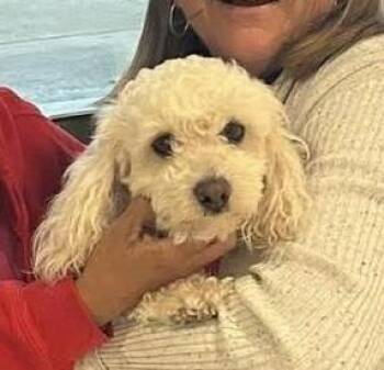 Poodle and Mixed Breed Dogs Available for Adoption in Ellicott City, Maryland - Danny | PetCurious