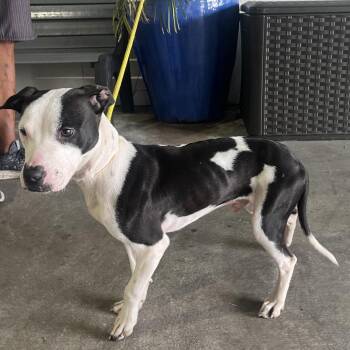 Connor -  Terrier Dog for Adoption in Tampa, Florida - Connor | PetCurious