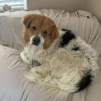 Chow Chow and Shepherd Dogs Available for Adoption in Glenwood Springs, Colorado - Rusty | PetCurious