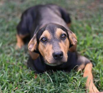 Lola -  Corgi and Beagle Dog for Adoption in Falmouth, Maine - Lola | PetCurious