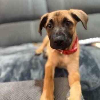 German Shepherd Dog and Retriever Dogs Available for Adoption in Tyrone, Georgia - Miami 05-2639 | PetCurious