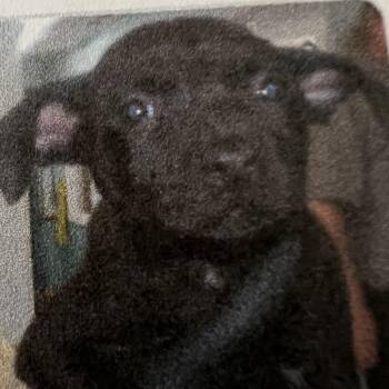Liam -  Pointer Dog Available for Adoption in New Windsor, New York - Liam | PetCurious