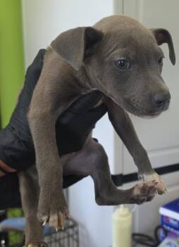 Sebastian -  Pit Bull Terrier Dog for Adoption in Cleveland, Tennessee - Sebastian | PetCurious