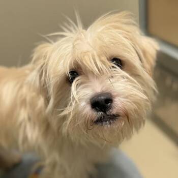 Hopscotch -  Maltese Dog for Adoption in Walnut Creek, California - Hopscotch | PetCurious