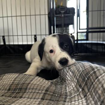 Reba McEntire -  Australian Cattle Dog Blue Heeler and Mixed Breed Dog for Adoption in St. Peters, Missouri - Reba McEntire | PetCurious