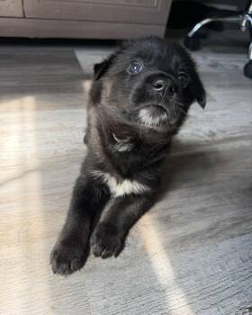 German Shepherd Dog and Labrador Retriever Dogs Available for Adoption in Grafton, Massachusetts - Neutrina | PetCurious