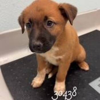 Adonis -  Cattle Dog Dog for Adoption in St. Augustine, Florida - Adonis | PetCurious