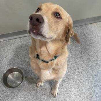 Yellow Labrador Retriever Dogs Available for Adoption - Hank | PetCurious