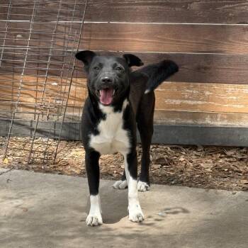 Shepherd Dogs Available for Adoption - CHARLEY | PetCurious