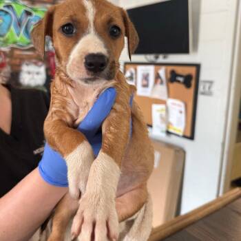 Chaco -  Mixed Breed Dog for Adoption in Wappingers Falls, New York - Chaco | PetCurious