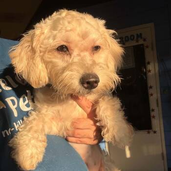 Luna - Chino Hills Location -  Poodle and Mixed Breed Dog for Adoption in Chino Hills, California - Luna - Chino Hills Location | PetCurious