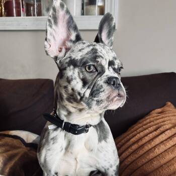 Nova -  French Bulldog Dog for Adoption in Chatham, New Jersey - Nova | PetCurious