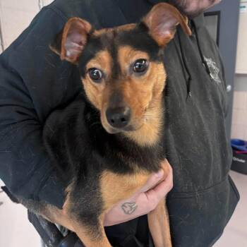 Dexter - Stay Hold 10/01 -  Mixed Breed Dog for Adoption in Huntington, West Virginia - Dexter - Stay Hold 10/01 | PetCurious
