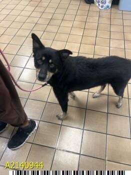 RUDY -  Mixed Breed Dog for Adoption in West Palm Beach, Florida - RUDY | PetCurious