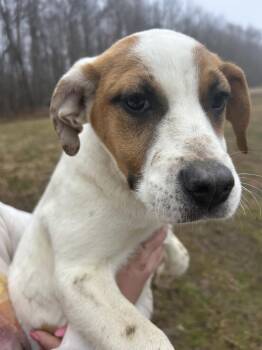 Jack Russell Terrier and Beagle Dogs Available for Adoption - SRV Vanuatu : Ami | PetCurious