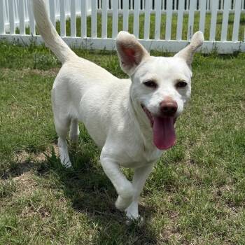 Pebbles -  Chihuahua and Mixed Breed Dog for Adoption in Aberdeen, North Carolina - Pebbles | PetCurious