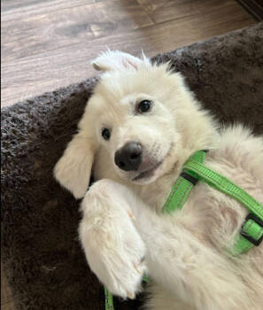 Rescue Great Pyrenees Dogs for Adoption in Quinlan, Texas - Jake HTX | PetCurious