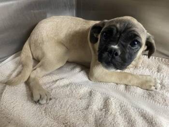 Pug and Mixed Breed Dogs Available for Adoption in Norco, California - ROSE | PetCurious